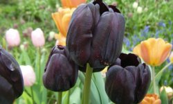 Тюльпан сорти Чорний принц і інші сорти чорних тюльпанів з квіткою темних тонів
