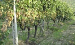 Виноград Біанка: опис сорту, фото, походження, посадка і догляд