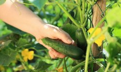 Чому не ростуть або ростуть погано огірки в теплиці: що при цьому робити, скільки і при якій температурі повинні рости