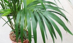 Пальма ховея: догляд в домашніх умовах, фото, хвороби
