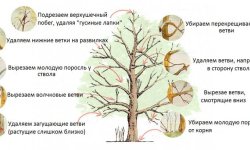 Як правильно обрізати яблуню навесні: покрокова інструкція для початківців, відео