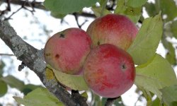 Яблуня Кортланд: опис і характеристика сорту, вирощування і догляд, фото