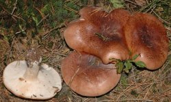 Рядовка замордовані: їстівна чи ні, як приймати, корисні властивості і можливу шкоду від гриба, фото і опис