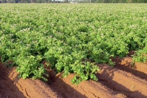 Пізні сорти картоплі: ТОП-8 пізньостиглих сортів, їх опис та характеристика, агротехніка вирощування, фото