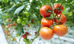 Як правильно формувати помідори в теплиці: навіщо потрібна формування, покрокова схема, відео