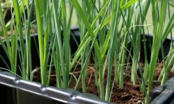 Як виростити цибулю-порей розсадою: посадка і вирощування в домашніх умовах