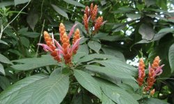 Пахистахис: догляд в домашніх умовах, розмноження, прикмети і забобони, відгуки