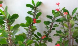 Молочай Міля: догляд в домашніх умовах, фото, розмноження, обрізка, пересадка, прикмети і забобони