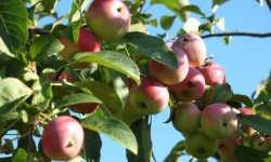 Яблуня сорту Олена: опис і характеристика, особливості посадки і подальшого догляду, фото, відгуки
