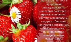 Секрети цілорічного вирощування полуниці