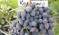 Виноград «Кодрянка»: опис сорту, фото