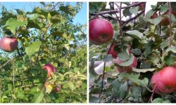 Яблуня Россошанская: опис і характеристики сорту, вирощування і догляд, фото, відгуки