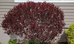 Опис і характеристика кущовий сливи сорту цистит, особливості догляду та вирощування