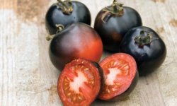 Томат Індиго Роуз: характеристика і опис сорту, врожайність, особливості вирощування та догляду, фото, відгуки
