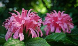 Квітка Якобінія: догляд в домашніх умовах, фото і опис