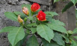 Переськия: догляд в домашніх умовах, фото, види