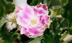 Фіалка Крижана троянда: фото і опис сорту, догляд в домашніх умовах
