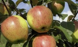 Яблуня сорту Афродіта: основні характеристики, агротехніка посадки і догляду за яблунею на ділянці, фото