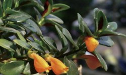 Нематантус квітка: догляд в домашніх умовах, фото, розмноження живцями, народні забобони