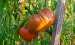 Вирощування помідорів в теплиці з полікарбонату на Уралі: терміни і правила посадки та догляду