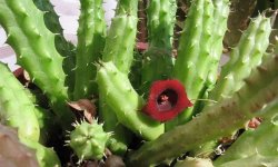 Гуернія шорстка (кімнатні рослини): догляд в домашніх умовах, фото