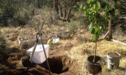 Посадка вишні навесні: терміни, плюси і мінуси, підготовчі та посадочні роботи, догляд