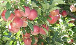 Яблуня сорту Джонатан: опис і характеристика, агротехніка вирощування та догляду за сортом, фото