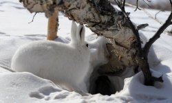 Як захистити яблуні від зайців: дієві способи захисту дерева від гризунів, коли і як правильно проводити, відео
