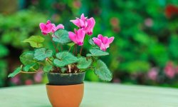 Чому не цвіте цикламен в домашніх умовах: що робити, правильний догляд за рослиною