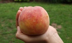 Персик Московський карлик: ботанічний опис та характеристика, агротехніка вирощування та догляду, фото