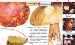 Різновид білих грибів: фото і опис, боровик ялиновий, березовий, дубовий, сосновий