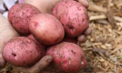 Картопля Ред Соня: опис і характеристика сорту, переваги і недоліки, особливості вирощування, фото