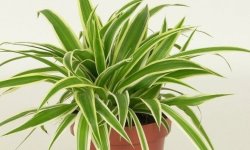 Хлорофітум чубатий: догляд в домашніх умовах, фото, розмноження, корисні властивості