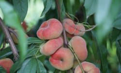 Персик інжировим Сатурн: характеристика і опис сорту, посадка, вирощування і догляд, фото, відгуки