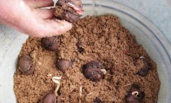 Як виростити волоський горіх з горіха: правила посадки, пересадка в грунт і подальший догляд за рослиною