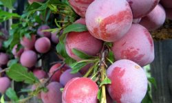 Слива Киргизька чудова: опис і характеристика сорту, особливості вирощування та догляду, фото, відгуки