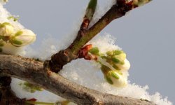 Слива в Сибіру: посадка і догляд, вирощування, шкідники, фото