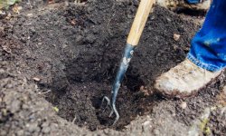 Японська айва: вирощування і догляд, коли садити і як посадити чагарник, як доглядати за ХЕНОМЕЛЕС, його морозостійкість і фото