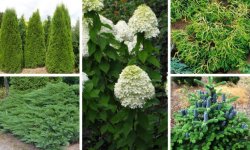 Багатолика метельчатая гортензія (Hydrangea paniculata): опис, посадка і догляд, в ландшафтному дизайні, фото