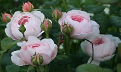 Англійські троянди — опис, кращі сорти з фото, посадка і догляд
