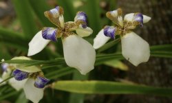 Неомаріка: догляд в домашніх умовах, фото, цвітіння, розмноження