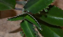 Каланхое: лікувальні властивості і протипоказання, користь і шкода для організму, застосування, рецепти народної медицини