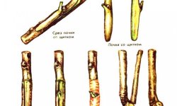 Як розмножити яблуню: живцями або відводками, без щеплення, в яку пору року