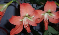 Чому гіппеаструм НЕ цвіте: що робити, як змусити його цвісти в домашніх умовах, особливості догляду