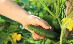 Коли краще прибирати огірки в теплиці і у відкритому грунті: вранці або ввечері, як часто збирати, чи можна збирати в дощ і спеку?