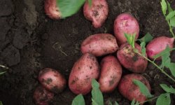 Картопля Любава: опис, характеристика сорту і його смакові якості, вирощування і догляд, фото, відео