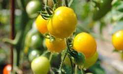 Жовті помідори: кращі урожайні сорти, користь для організму, фото
