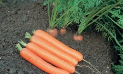 Морква сорти Дордонь: характеристика і опис сорту, особливості вирощування та догляду, фото