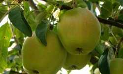 Сорт яблук Сніговий Кальвіль: особливості та характеристика, технологія вирощування та догляду за деревом, фото