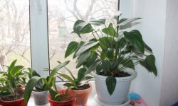 Чому не цвіте антуріум в домашніх умовах: основні причини, що при цьому потрібно робити